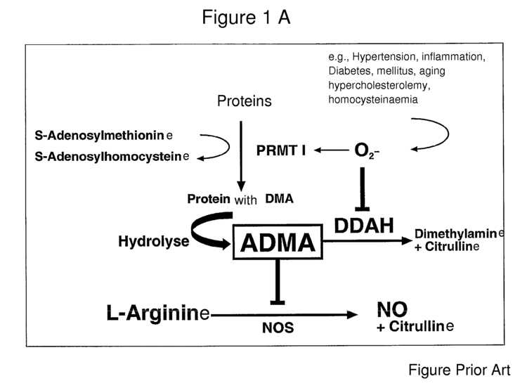 Asymmetric dimethylarginine Patent US7537704 Method for determining the concentration of