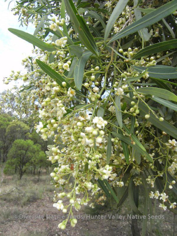 Atalaya hemiglauca Atalaya hemiglauca whitewood Diversity Native Seeds