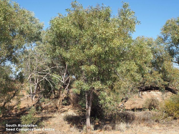 Atalaya hemiglauca Atalaya hemiglauca