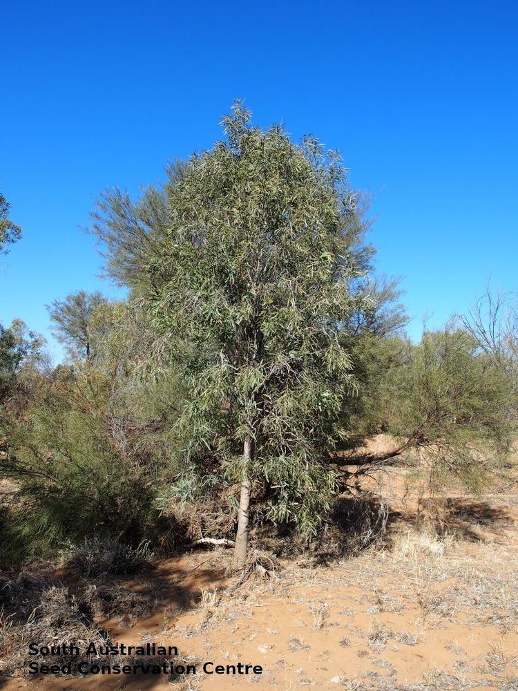 Atalaya hemiglauca Atalaya hemiglauca