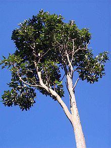 Atalaya multiflora httpsuploadwikimediaorgwikipediacommonsthu