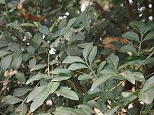 Atalaya (plant) httpsuploadwikimediaorgwikipediacommonsthu