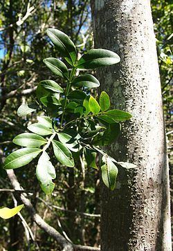 Atalaya salicifolia httpsuploadwikimediaorgwikipediacommonsthu