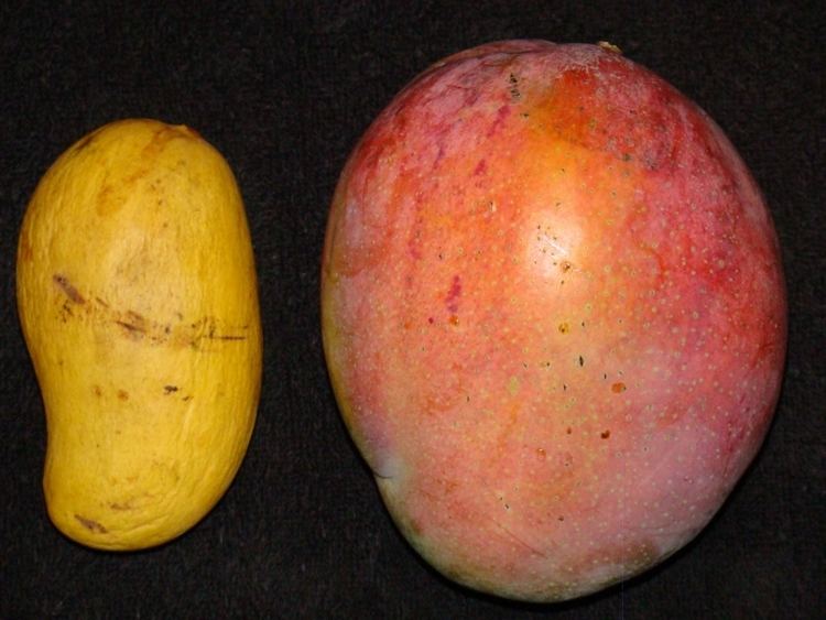 Ataulfo (mango) Ataulfo mango Wikipedia