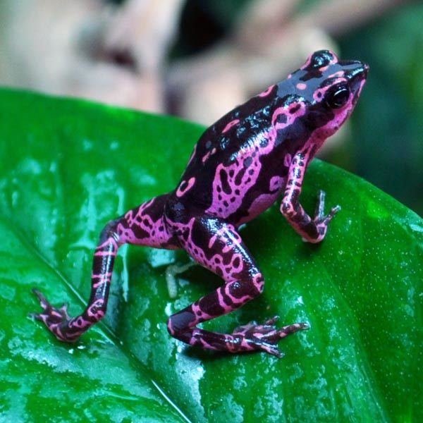 Atelopus Alchetron The Free Social Encyclopedia