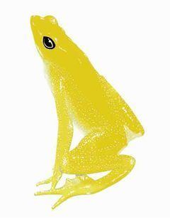 Atelopus vogli wikievaorgveimagesthumbAtelopusvogliimagen