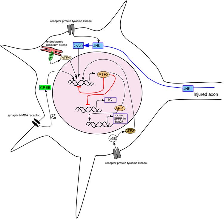 ATF3 Frontiers Activating Transcription Factor 3 and the Nervous System