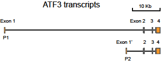 ATF3 ATF3 activating transcription factor 3