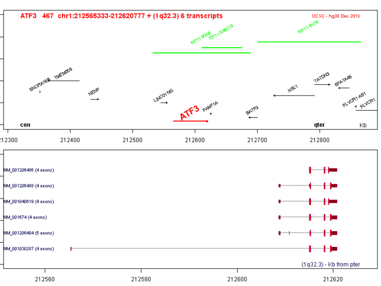 ATF3 ATF3 activating transcription factor 3