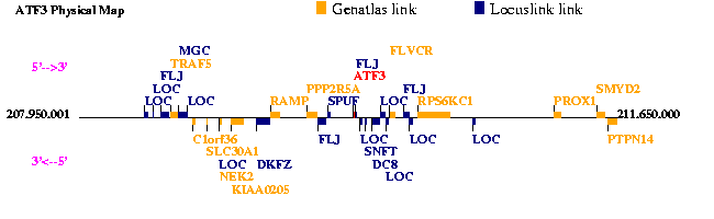 ATF3 Genatlas sheet