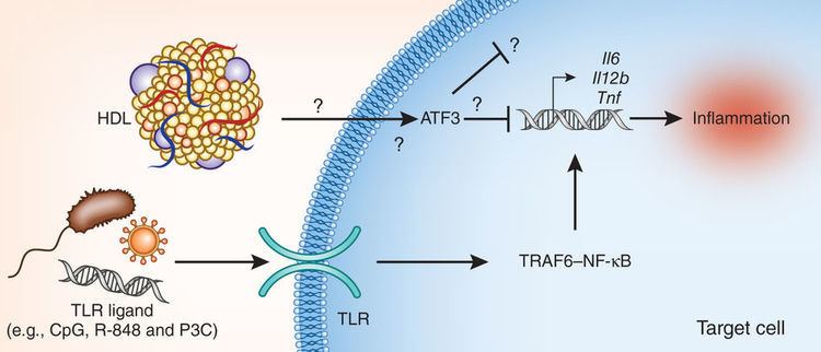 ATF3 HDL suppresses TLR ligandinduced inflammation via activation of