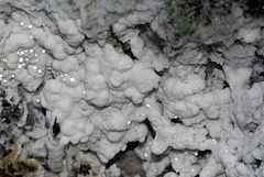 Athelia (fungus) httpsuploadwikimediaorgwikipediacommonsthu