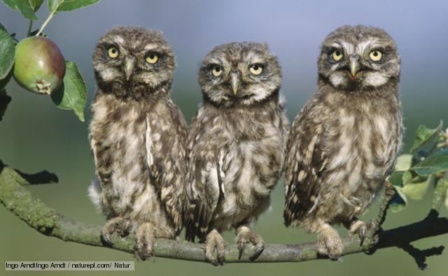 Athene (owl) BBC Nature Athene owls videos news and facts