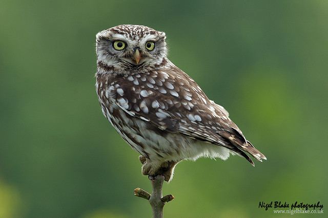 Athene (owl) Little Owl Athene noctua Information Pictures Sounds The Owl