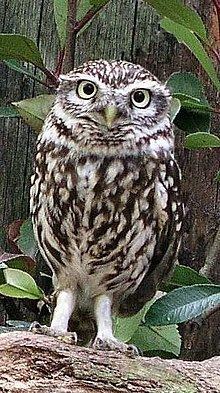 Athene (owl) httpsuploadwikimediaorgwikipediacommonsthu