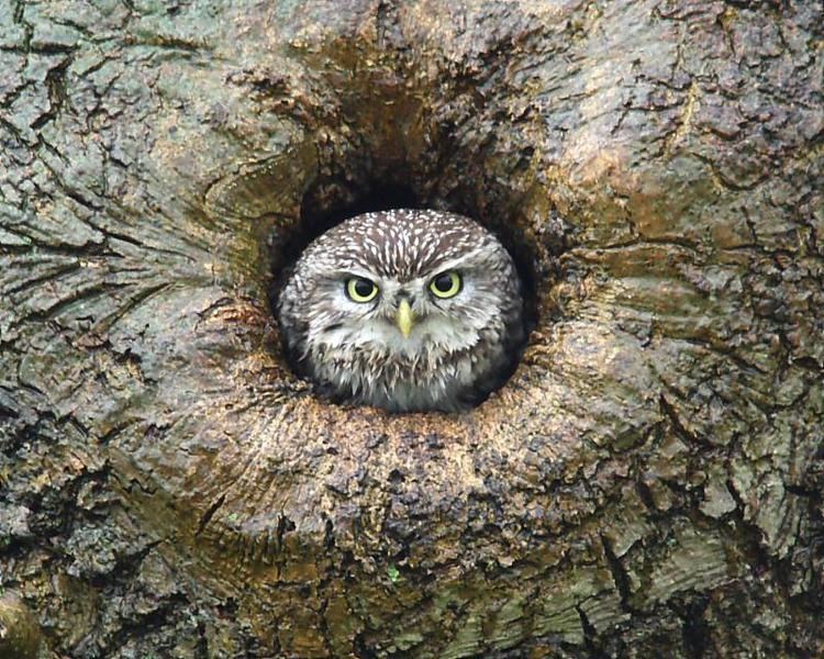 Athene (owl) Little Owl Athene noctua NatureSpot