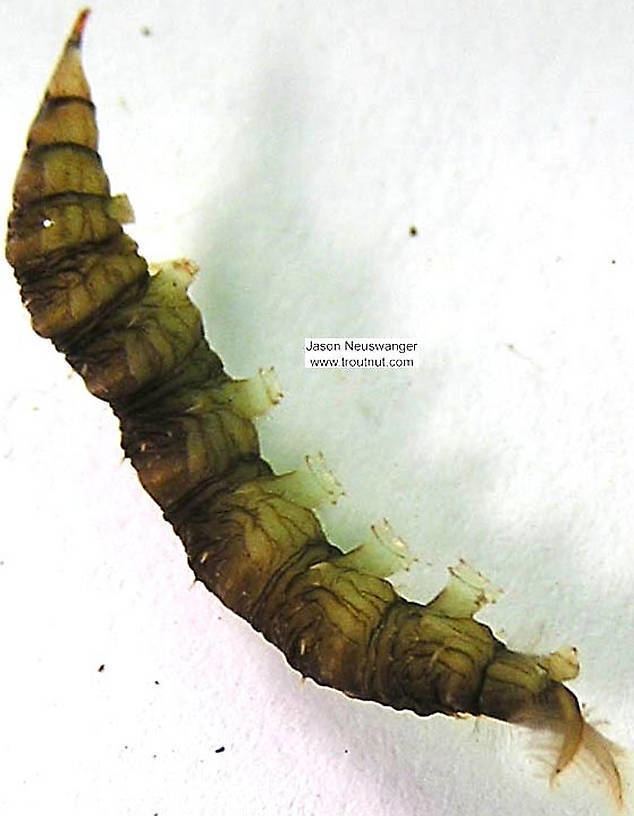 Athericidae Athericidae Watersnipe Flies True Fly Larva