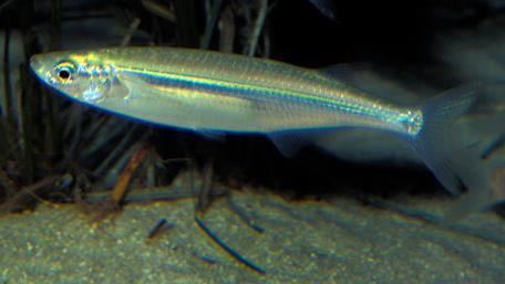 Atherinops affinis Topsmelt Beaches amp Dunes Fishes Atherinops affinis at the