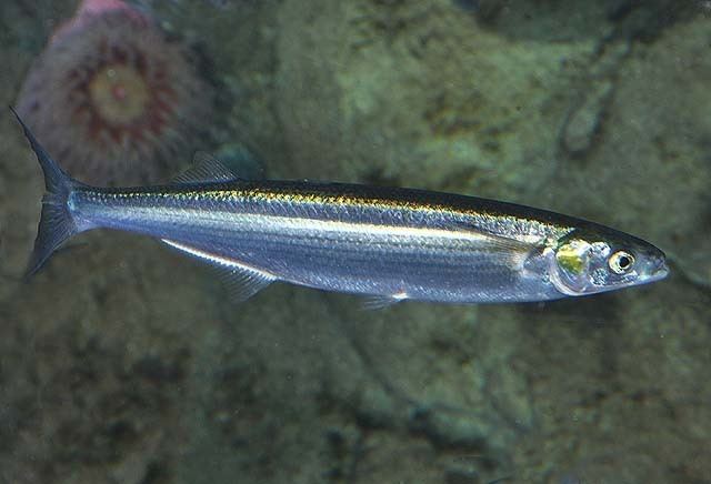 Atherinopsis californiensis Neotropical Fish Fishes of the Neotropics