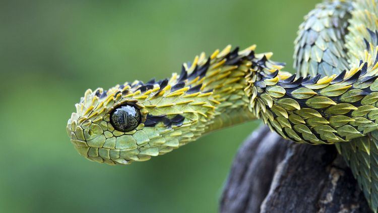 Green Bush Viper (Atheris chlorechis) coiled in tree, Atewa Range, Ghana -  SuperStock