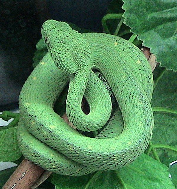 Atheris ceratophora - Wikipedia