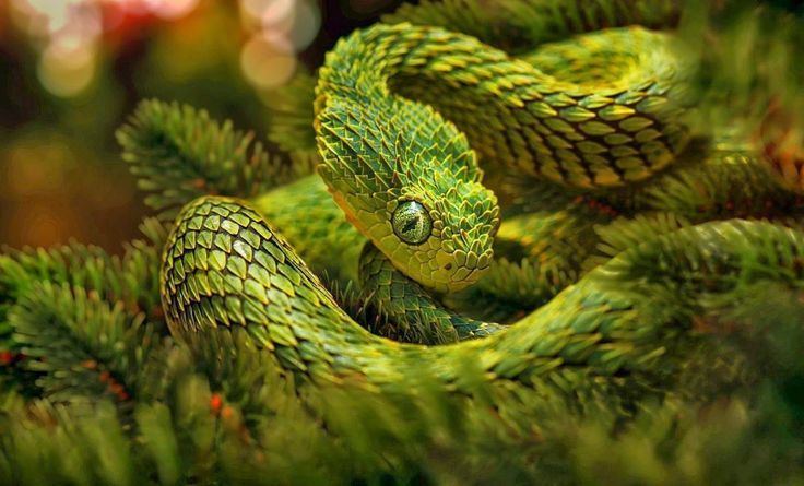 Green Bush Viper (Atheris chlorechis) coiled in tree, Atewa Range, Ghana -  SuperStock