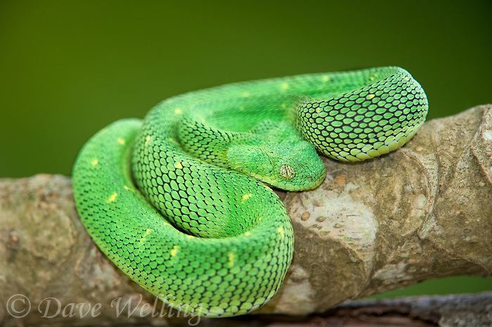 File:Atheris chlorechis 13139356.jpg - Wikispecies