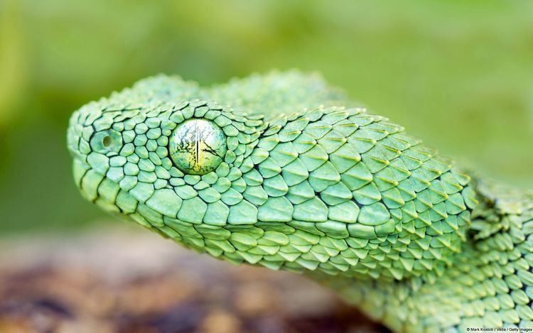 Green Bush Viper (Atheris chlorechis) coiled in tree, Atewa Range, Ghana -  SuperStock