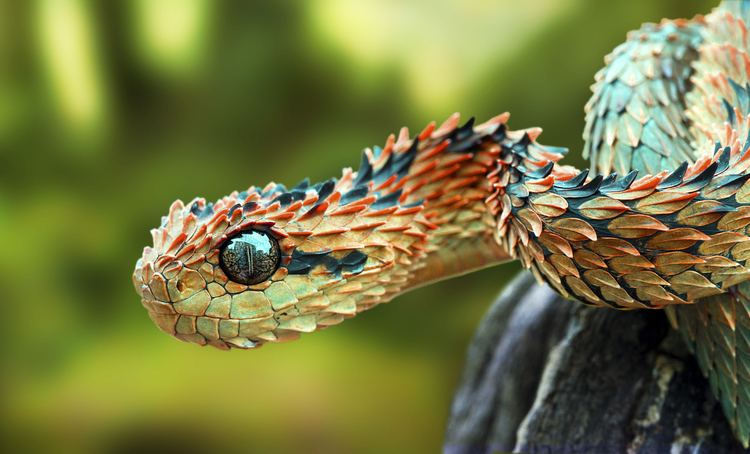 Green Bush Viper (Atheris chlorechis) coiled in tree, Atewa Range, Ghana -  SuperStock