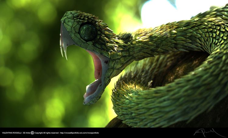 Atheris Hispida by Syrriolth on DeviantArt