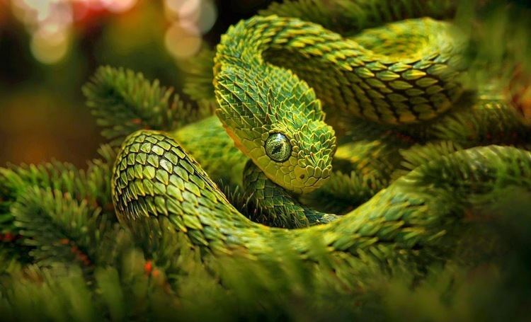 CalPhotos: Atheris hispida; Bristly Bush Viper