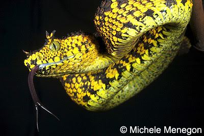 Atheris matildae Species New to Science Herpetology 2011 Atheris matildae A