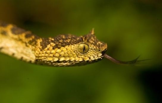 Atheris matildae Natureology Species of the Day Matilda39s Horned Viper Atheris