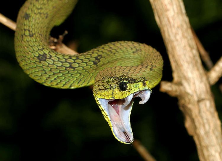 Atheris nitschei Great Lakes Viper Atheris nitschei Found in Rwenzori Nat Flickr