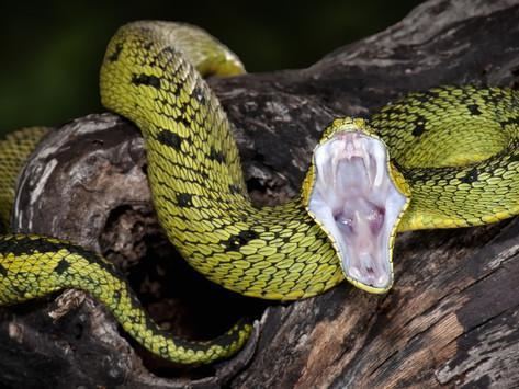 Atheris nitschei Sedge Viper Atheris Nitschei Captive Photographic Print by