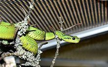 Atheris nitschei httpsuploadwikimediaorgwikipediacommonsthu