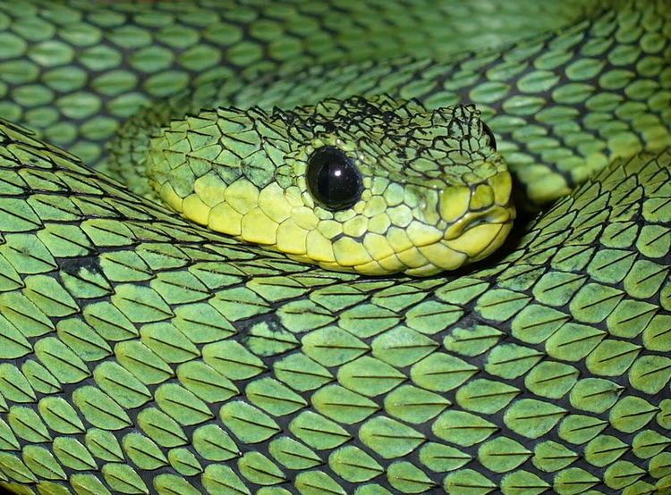 Atheris nitschei Sedge Viper Atheris nitschei