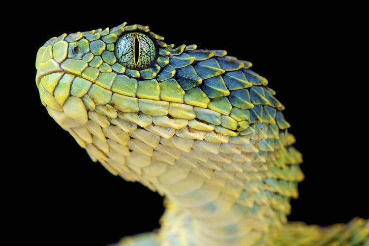 Bush Viper (Atheris squamigera) snake - rare black variation Stock Photo