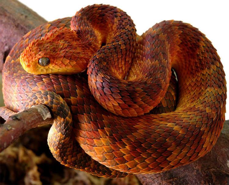 Bush Viper (Atheris squamigera) snake - rare black variation Stock Photo