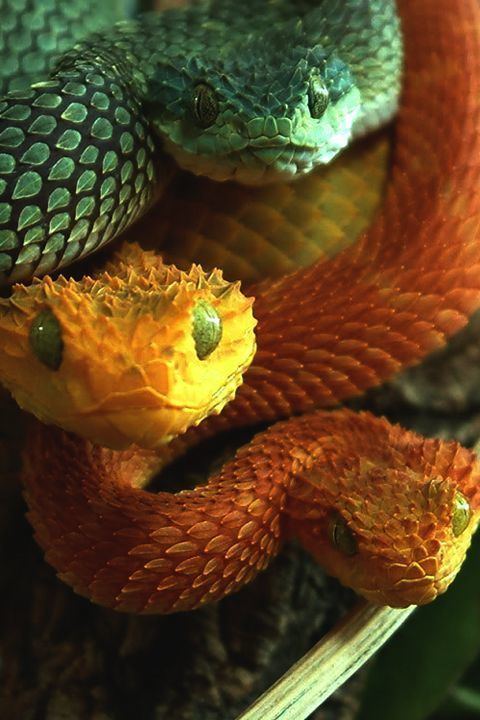 ADW: Atheris squamigera: INFORMATION