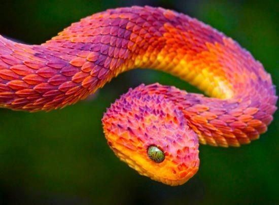 ADW: Atheris squamigera: INFORMATION