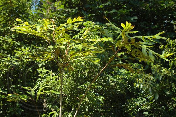Athertonia diversifolia BLACK DIAMOND IMAGES Rainforest Plants A to B Athertonia