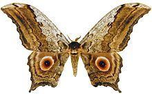 Athletes (moth) httpsuploadwikimediaorgwikipediacommonsthu