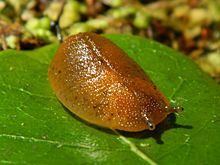 Athoracophorus bitentaculatus httpsuploadwikimediaorgwikipediacommonsthu