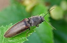 Athous haemorrhoidalis httpsuploadwikimediaorgwikipediacommonsthu