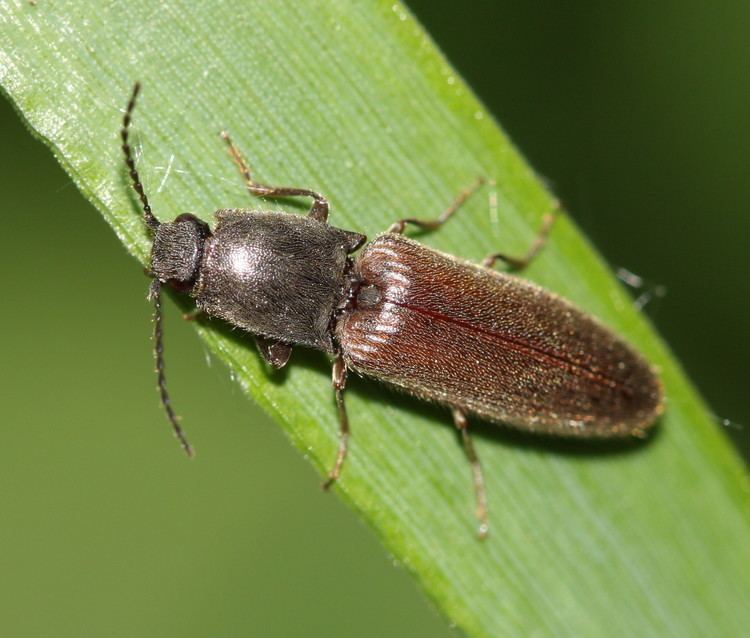 Athous haemorrhoidalis Athous haemorrhoidalis Athous haemorrhoidalis NatureSpot