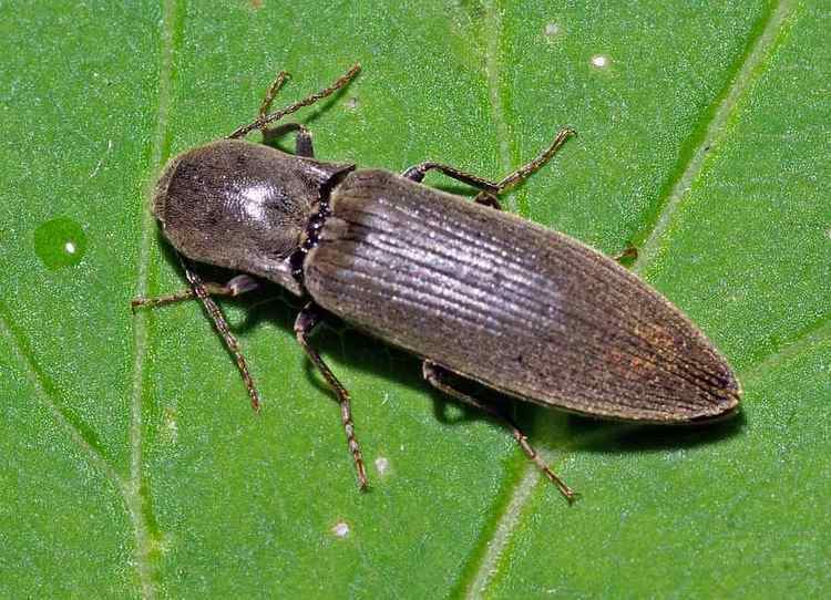 Athous haemorrhoidalis Kleines Artenportrait mit Text und Fotos von Athous haemorrhoidalis