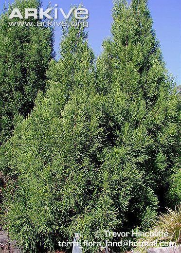 Athrotaxis laxifolia Athrotaxis photo Athrotaxis laxifolia G73623 ARKive