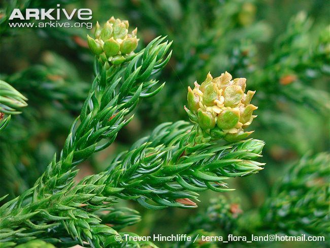 Athrotaxis selaginoides King Billy pine photo Athrotaxis selaginoides G73665 ARKive