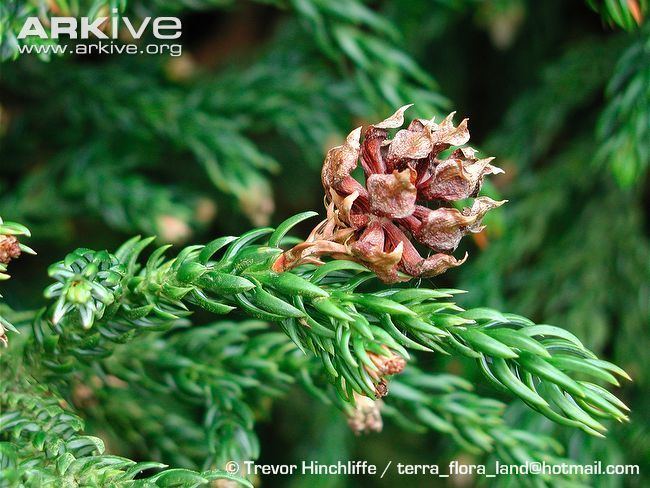 Athrotaxis selaginoides King Billy pine photo Athrotaxis selaginoides G72773 ARKive